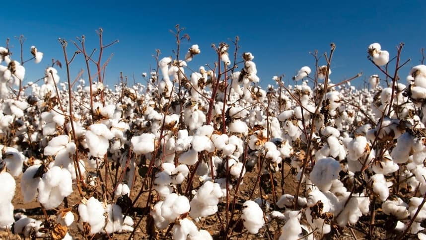 Controle do curuquere é essencial para preservar algodoeiro