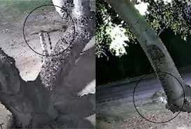 Ataque de onça-pintada a cachorro choca família em Corumbá
