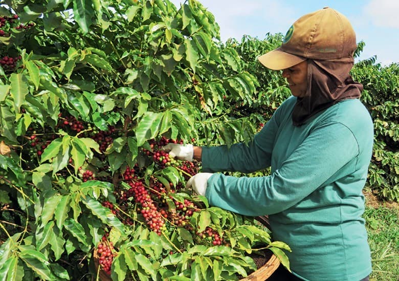 Colheita de café no Brasil avança lentamente após chuvas