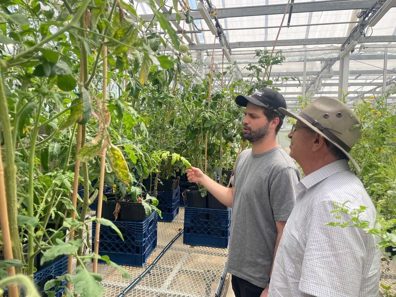 Estudo brasileiro investiga como microrganismos melhoram resistência do tomate