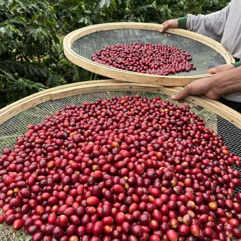 Preços do café e cacau sobem; suco de laranja e açúcar têm quedas