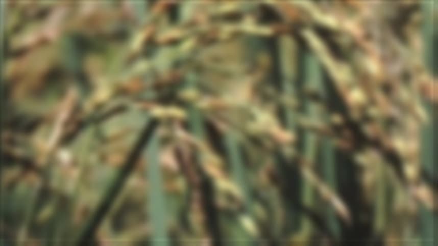 Arroz em casca no Rio Grande do Sul tem leve alta devido à exportação
