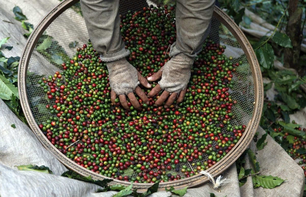 Colheita de café em Minas e São Paulo avança lentamente