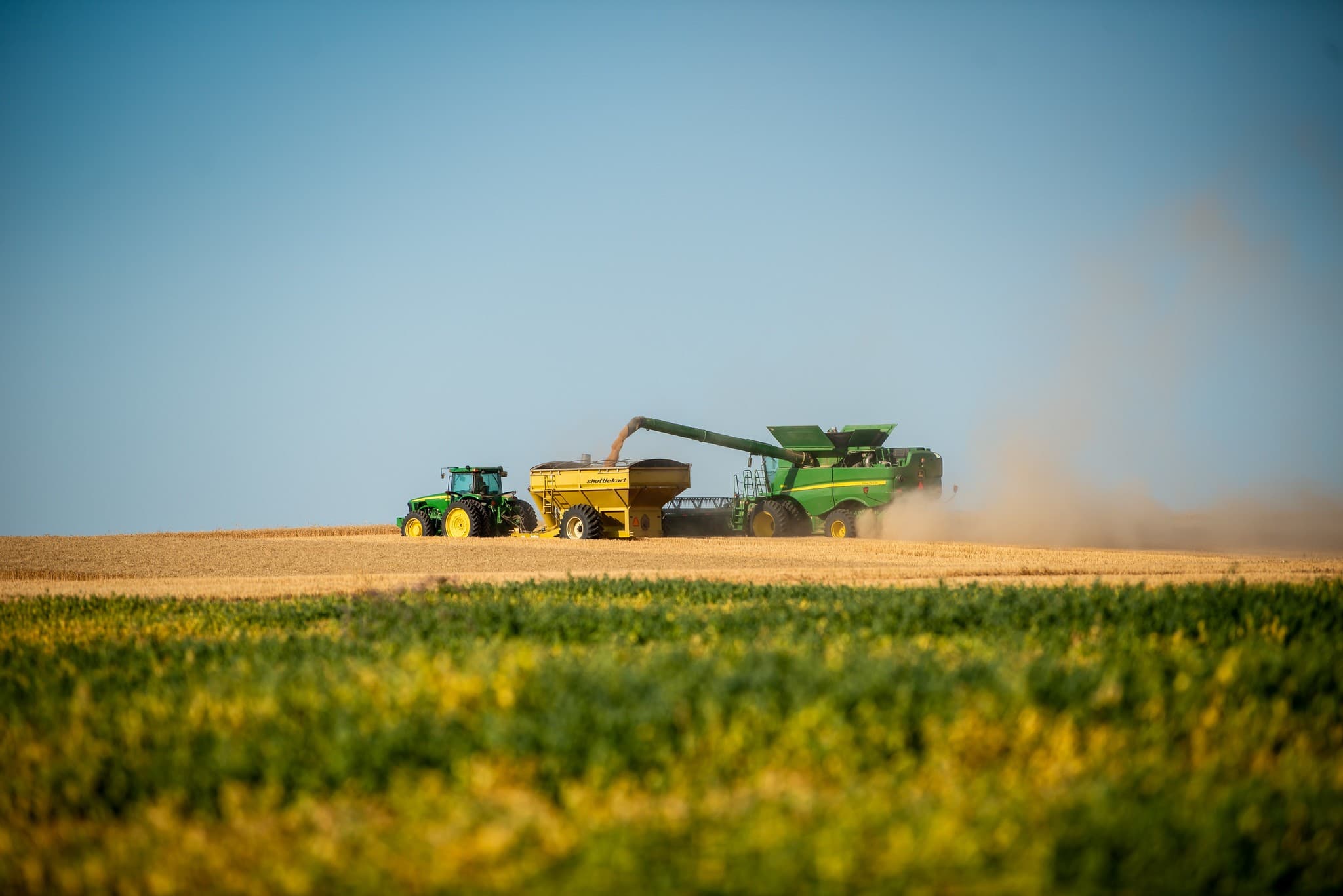 Trigo registra alta no mercado com previsão climática negativa nos EUA