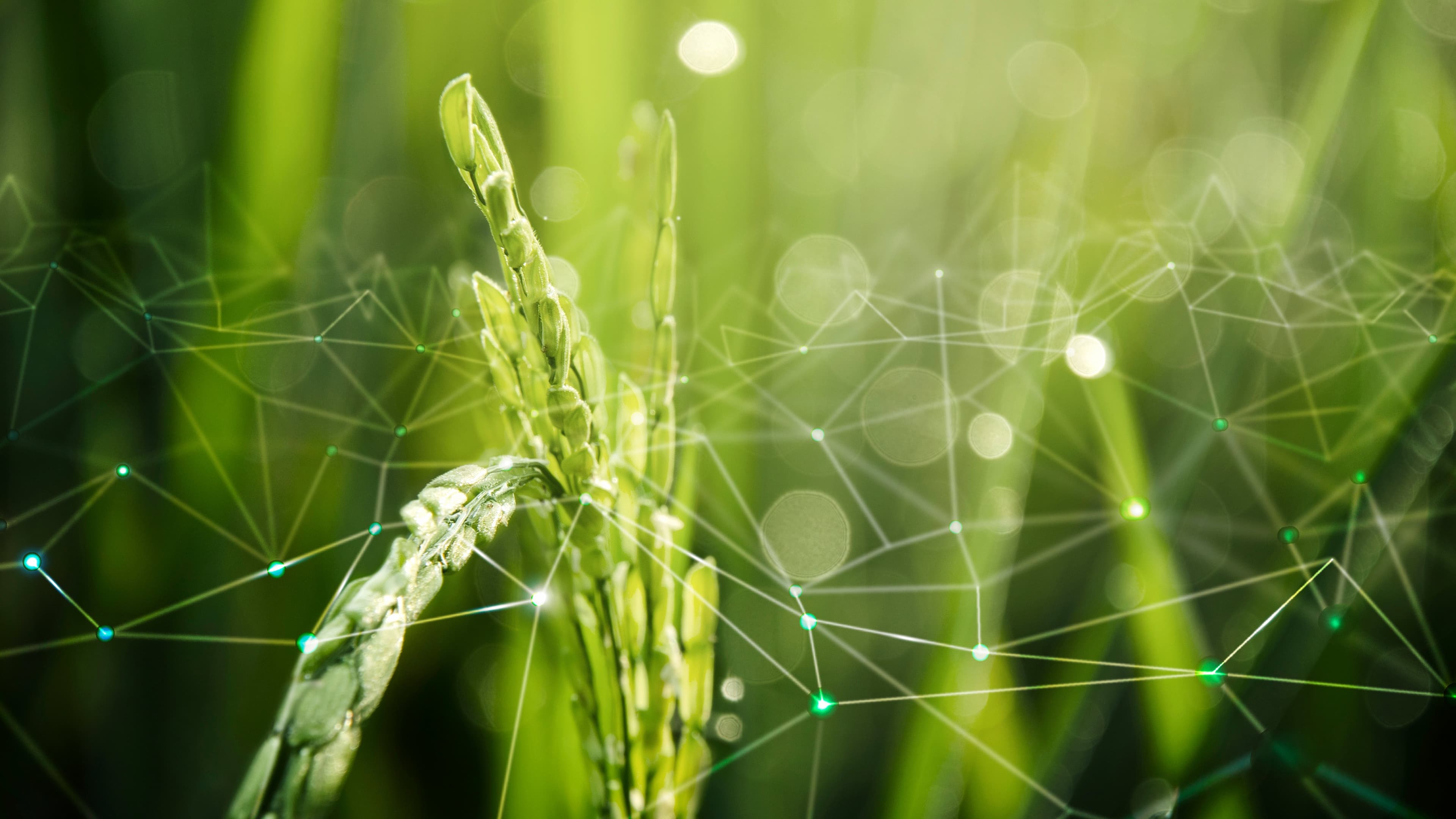 Agronegócio brasileiro lidera segunda onda da inteligência artificial