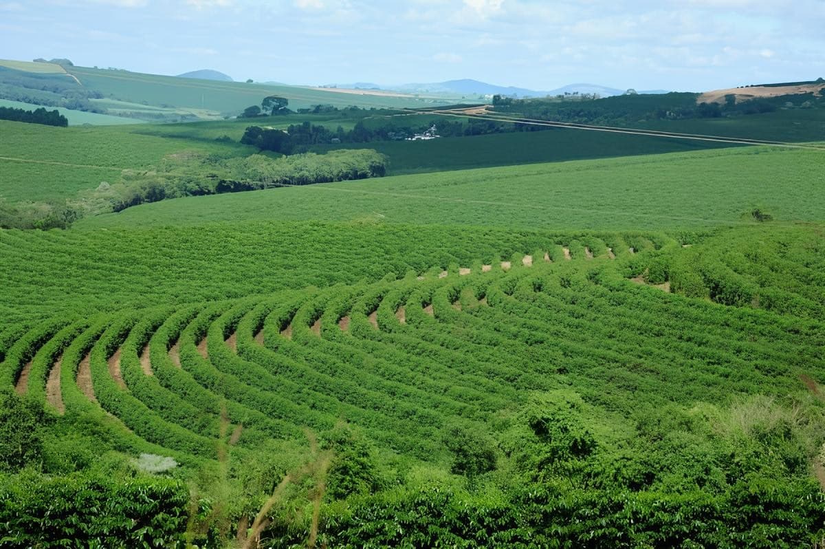 Preços do café sobem em NY por receios sobre colheita no Brasil