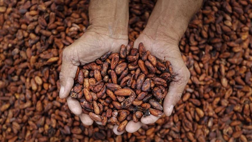 Cacau registra alta acentuada no mercado internacional