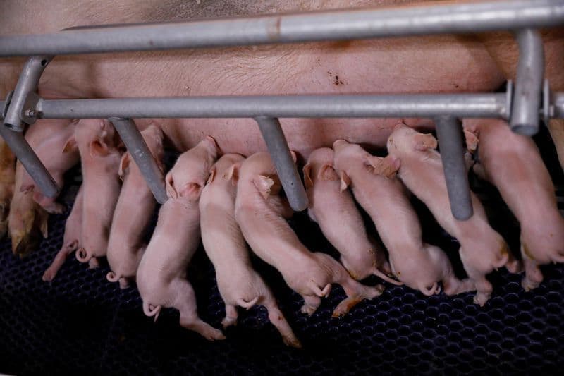 China reduz produção de suínos para estabilizar preços da carne