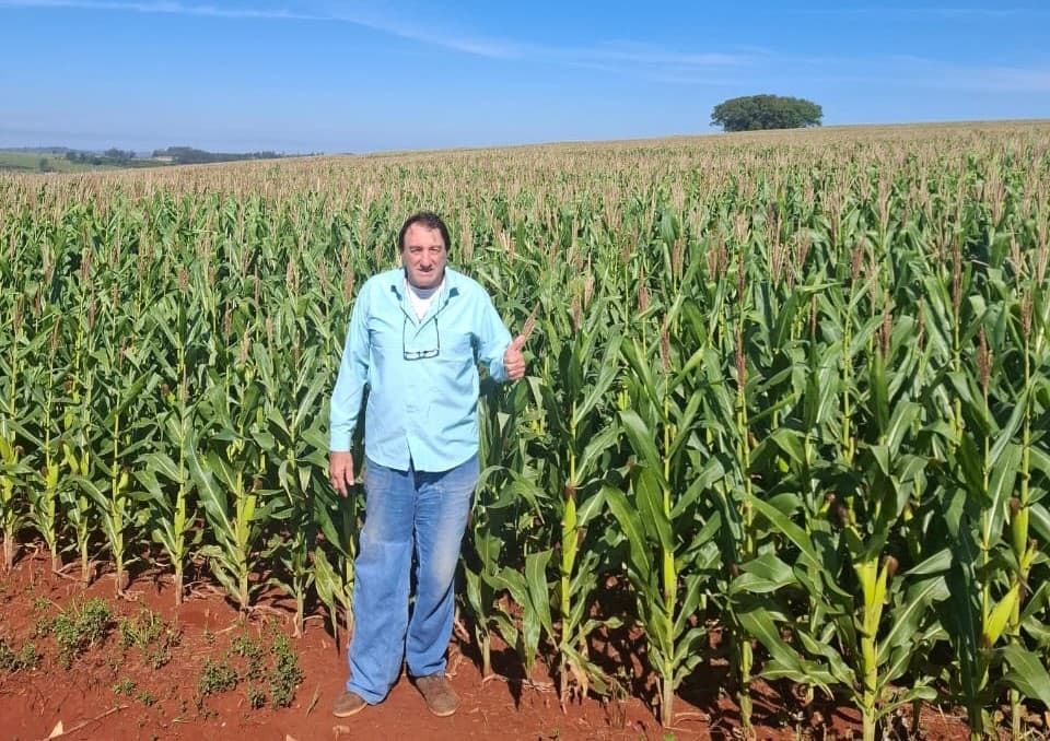 Produtor do Paraná troca trigo por milho devido a preços baixos