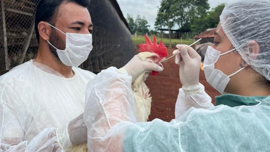 Adapar conclui remessas de amostras para Vigilância Ativa de Aves
