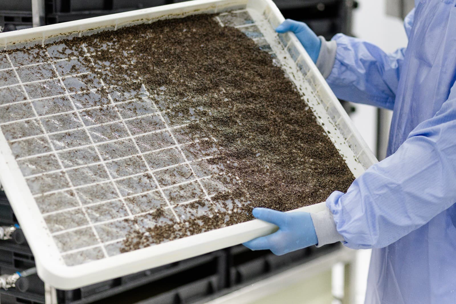 Flyttr obtém autorização para uso de mosquitos geneticamente modificados