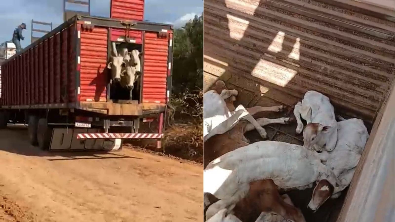 ICMBio é acusado de abuso em apreensão de gado no Pará