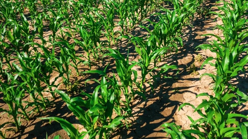 Conservação do Solo: Fundamental para a Agricultura Sustentável