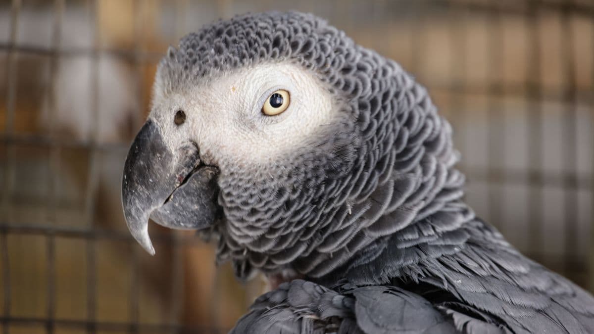 Masturbação em Aves é Comportamento Natural, Revela Estudo
