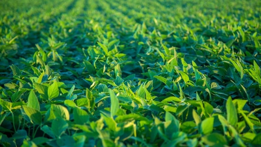 Nova mistura herbicida promete controle efetivo de plantas daninhas