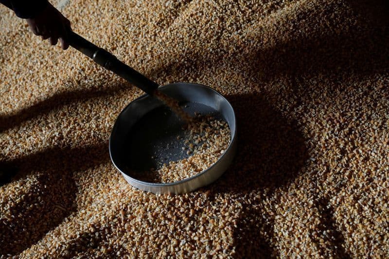 Colheita de milho em Mato Grosso avança, mas fica abaixo da média