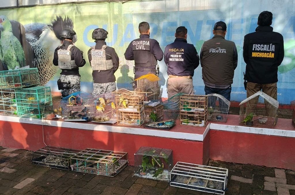 Operação Madre Tierra VIII resgata mil animais e desarticula redes de crimes ambientais na América Latina