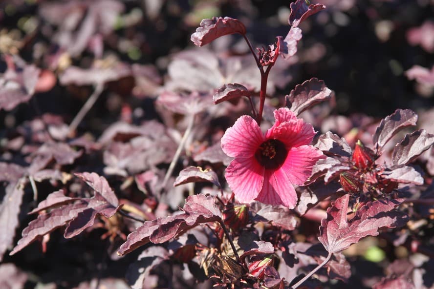 Hibisco para ornamento e consumo: você sabe a distinção?