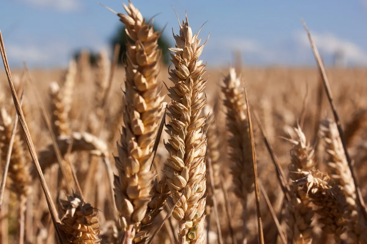 Cotação do trigo sobe novamente, enquanto soja mantém estabilidade em Chicago