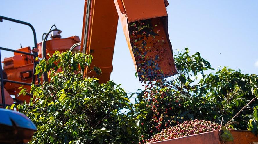 Produtores de café iniciam a colheita da safra no Brasil