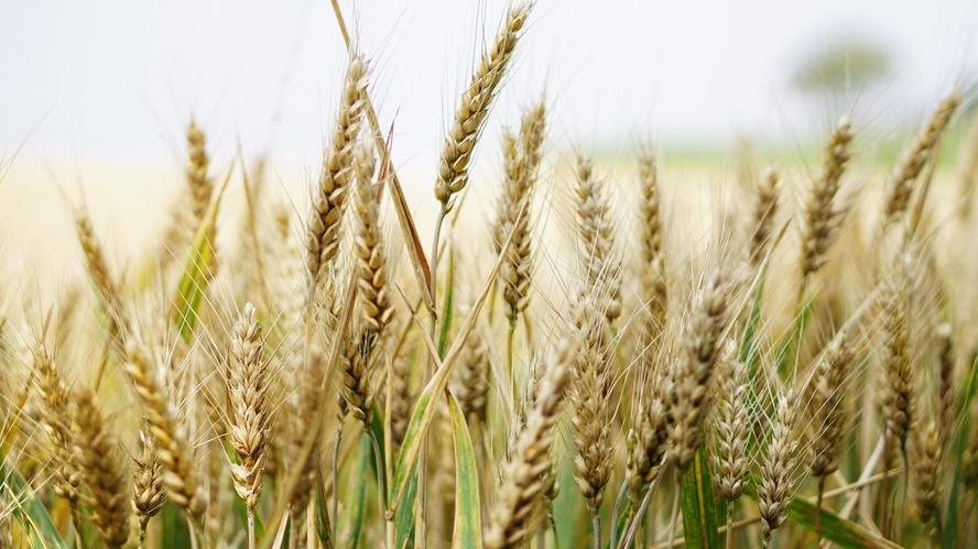 Bioceres inicia comercialização de sementes de trigo transgênico na Argentina