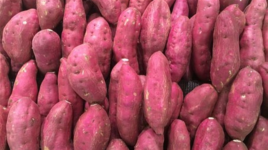 Qualidade da batata-doce prejudicada por chuvas em excesso