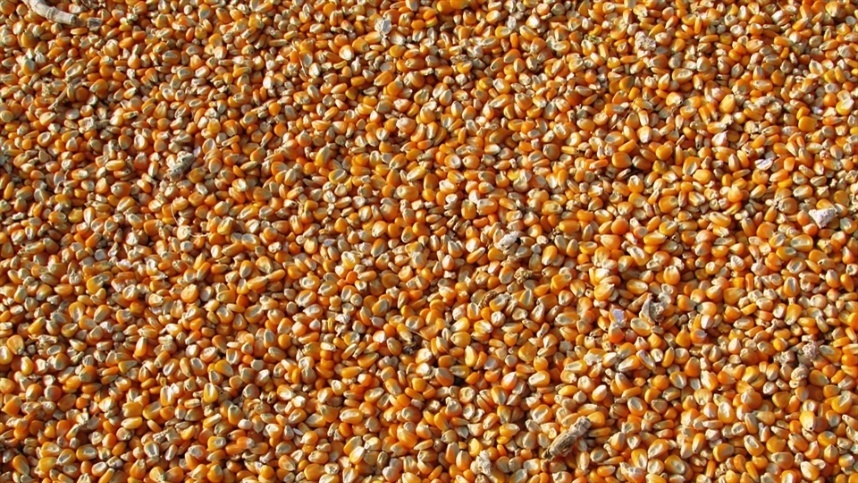 Preços do milho têm queda expressiva: Confira as razões