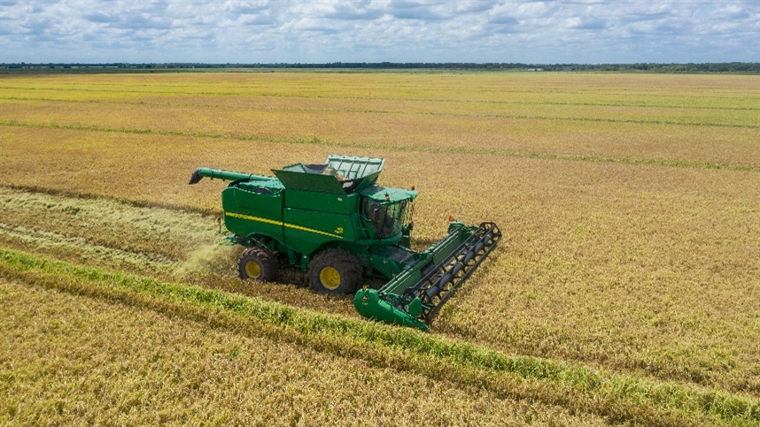 Fatores que estão prejudicando a produtividade da colheita de arroz