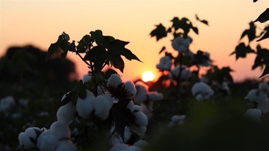 Plantio de algodão nos EUA ultrapassa projeções