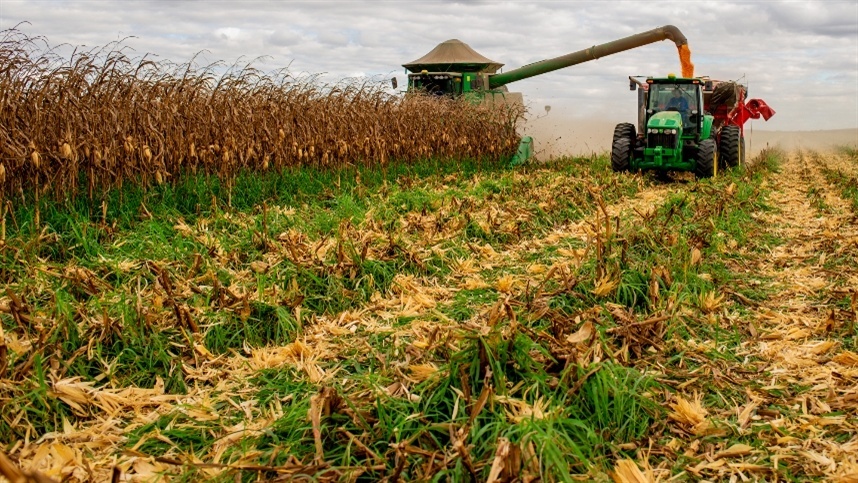 Avanço na colheita do milho no Brasil impulsionado pelo clima favorável