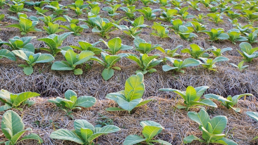 Plantio de tabaco no Sul do Brasil