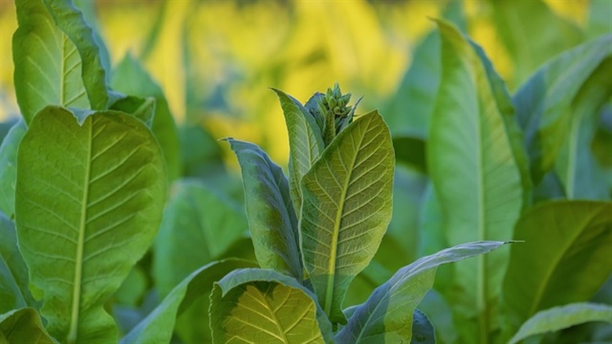 Qualidade da colheita de tabaco é destaque em Pelotas