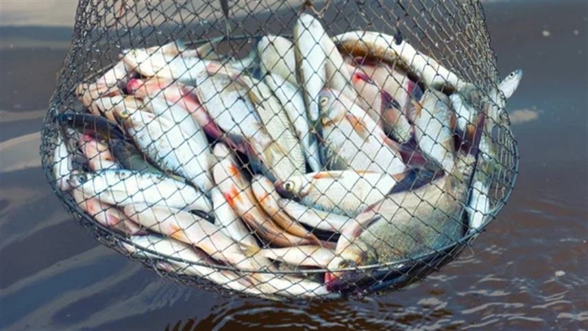 África do Sul expande comércio de pescados