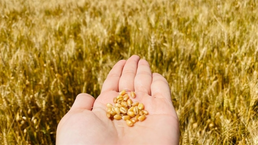 A importância da qualidade da semente para o sucesso do trigo