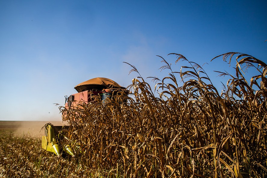USDA prevê redução na safra mundial de milho em 2024/25
