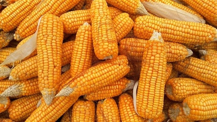Clima favorável impulsiona valorização do milho na B3