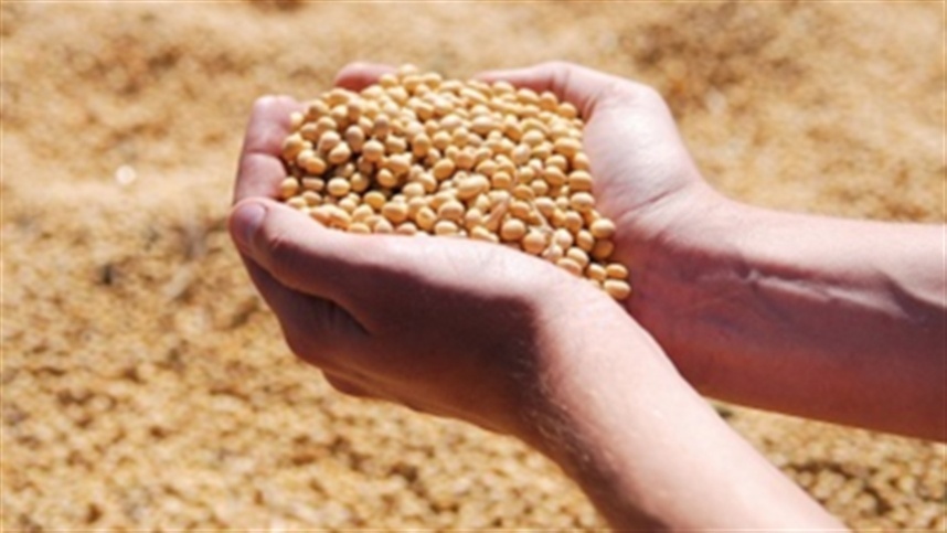 Soja: como a umidade afeta a qualidade dos grãos