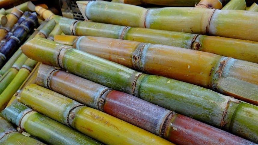 Brasil atinge recorde na produção de cana-de-açúcar