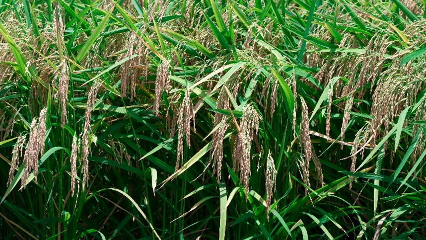 Brasil exporta 85,4 mil toneladas de arroz para diversos países.