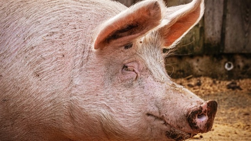 Criador de suínos sente impacto com queda de quase 5% no preço do animal vivo em janeiro