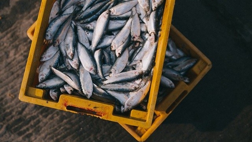 Aumento do consumo de pescados durante a Quaresma