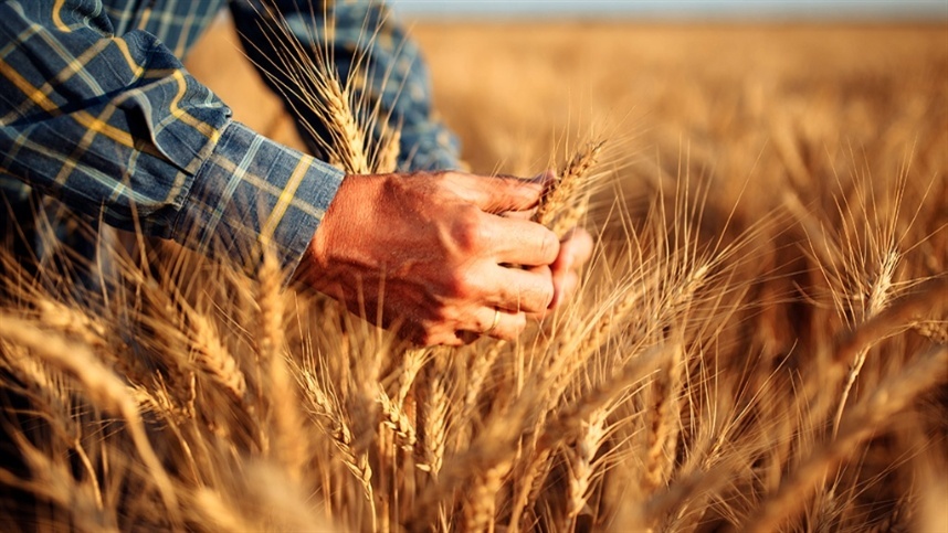 Valorização do milho e trigo nos Estados Unidos