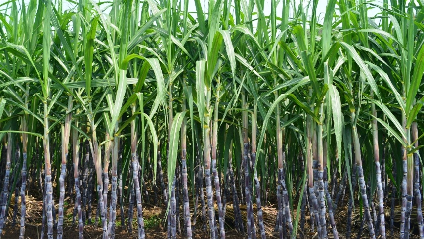 São Paulo na vanguarda da tecnologia na produção de cana-de-açúcar