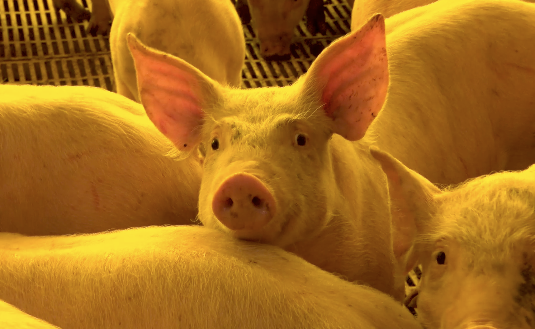 Cinco países autorizam a importação de suínos vivos do Brasil