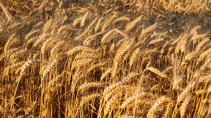 Preocupação dos produtores com quebra na produção de sementes de trigo