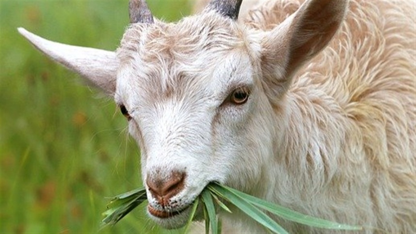 Leites de cabra e ovelha de Minas Gerais são caracterizados em pesquisa
