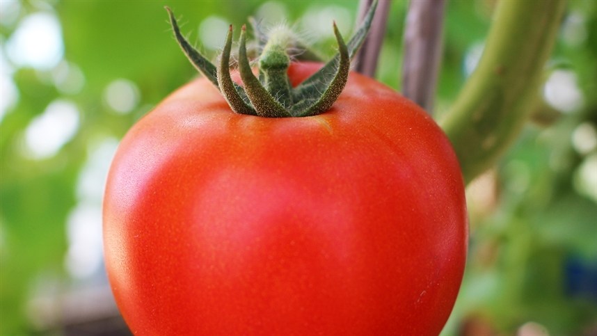 Projeção indica que mercado de tomate atingirá US$ 207,17 bilhões em 2024