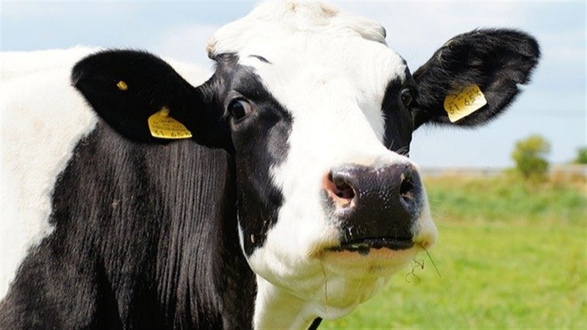 Preocupação dos produtores com aumento de carrapatos e problemas no leite
