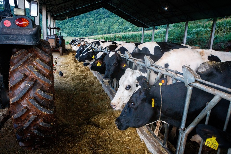 Desafios na produção de leite no RS são intensificados pelas chuvas