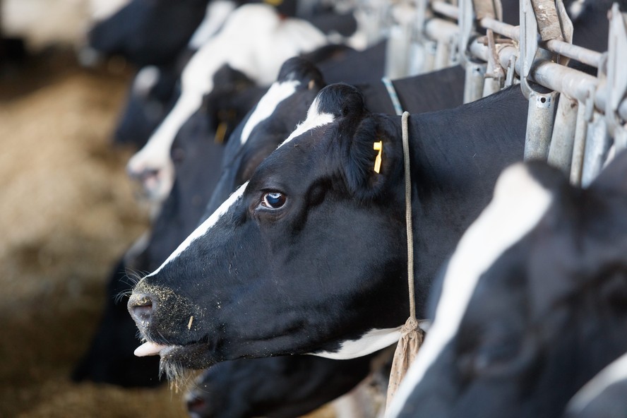 Produtores de leite se unem para apoiar criadores de gado no Rio Grande do Sul